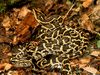 Photo: Burmese pythons mating