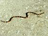 Photo: Coral snake