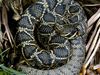 Photo: An eastern diamondback rattlesnake