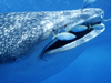 Photo: Whale shark with small fish