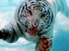 Photo: Tiger diving underwater