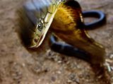 Photo: Close-up of a king cobra head