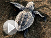 turtles-baby-predation.jpg