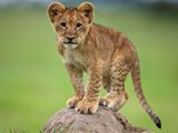Photo: A lion cub standing on a dirt mound