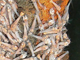 Shrimp picture: from world&#x27;s deepest volcanic ocean vents, in Caribbean