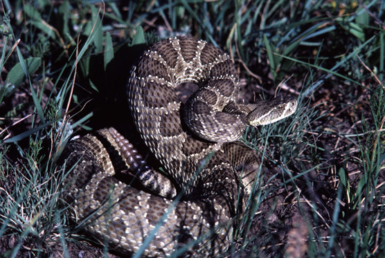 Prairie Rattlesnake - Crotalus viridis