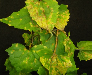 Puccinia spegazzinii Nov 10