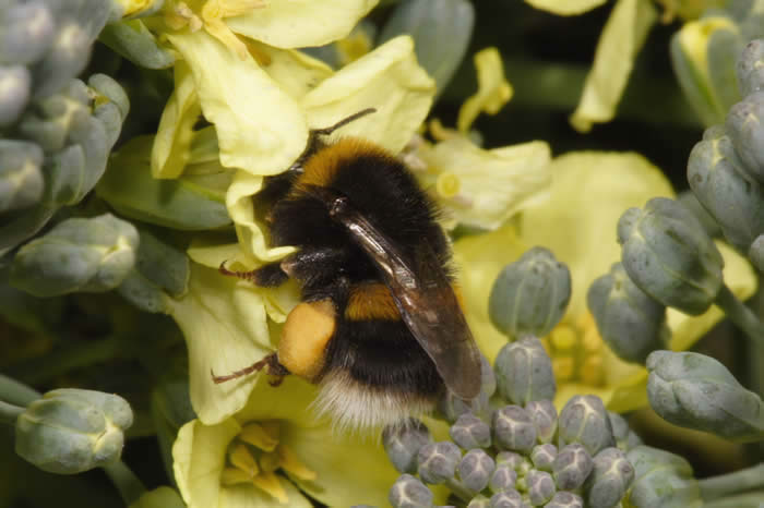 Bumble bee (Bombus sp) on broccoli