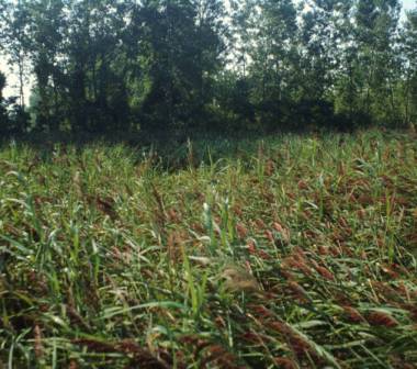 Phragmites australis