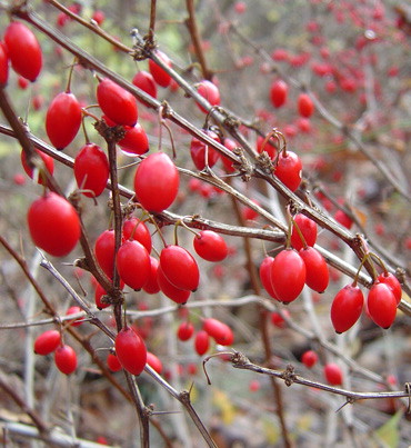 Barberry fruit