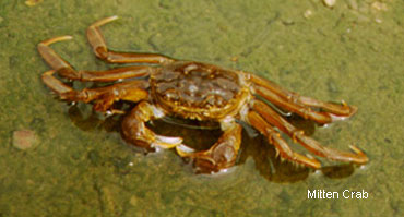 photo of mitten crab