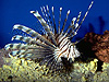 fish picture -  click to go to the Fish page