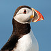 Atlantic Puffin