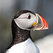 Atlantic Puffin