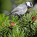 Mountain Chickadee