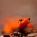 Red-spotted Newt