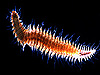 annelid picture - click to go to the Annelid page