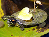 reptile picture - click to go to the Reptile page