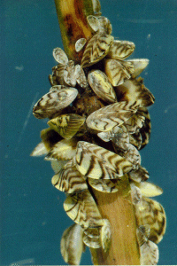 NOAA, Great Lakes Environmental Research Lab<br>
Zebra mussels on a stick<br>
Photo by Simon van Mechelen, University of Amsterdam, 1990.
