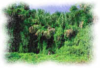 photo of vegetation