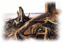 photo of dead tree trunks and roots