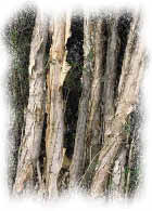 photo of tree bark
