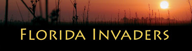 Florida Invaders Banner