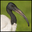 Photo of a Sacred Ibis