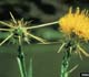 Yellow starthistle