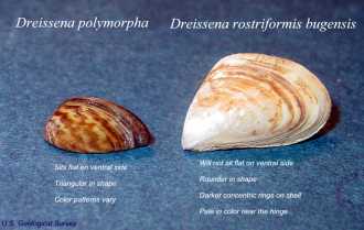 Dreissena spp. - click to enlarge