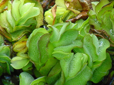 photo of giant salvinia foliage