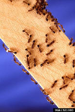 Red imported fire ants on wood