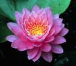 photo of a pink water lily