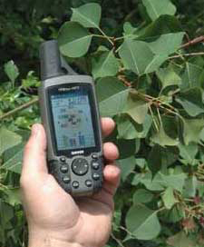 Tallow Tree Collecting GPS Coordinates