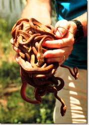 Photograph of a researcher holding a handfull of brown tree snakes.