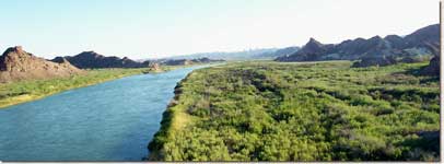 Photograph of tamarisk plants along a river bank.
