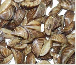 Photograph of zebra mussels.