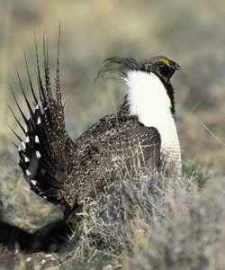 Photo of a Greater Sage Grouse