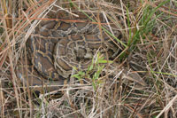 Well-hidden 15-ft Burmese python (Python molurus) in Everglades National Park. Photo: Lori Oberhofer, NPS.