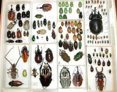 Beetles from ENMU