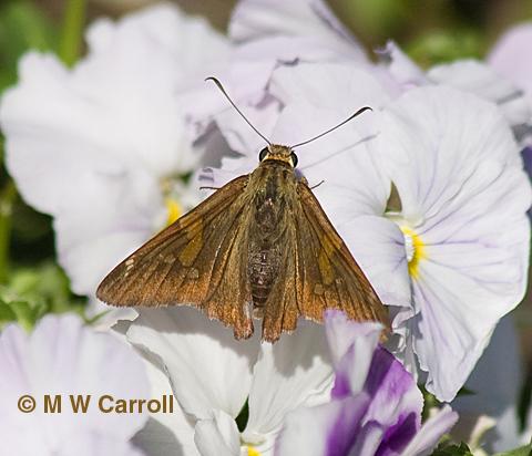 Epargyreus clarus - Silver-spotted-skipper-carroll.jpg