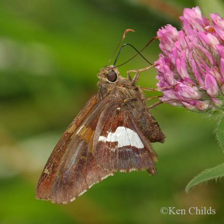 Epargyreus clarus - Silver-spottedSkipper_small.jpg