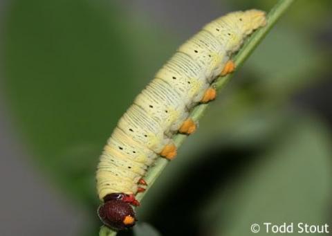Epargyreus clarus - epargyreus_clarus_clarus_caterpillar5a_raisingbutterflies.jpg