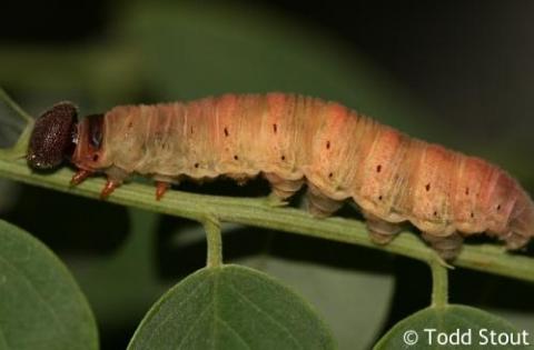 Epargyreus clarus - epargyreus_clarus_clarus_caterpillar5b_raisingbutterflies.jpg