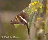 Chioides albofasciatus - 0875_69a.jpg