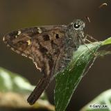 Urbanus dorantes - Dorantes_Longtail_2006-10-08_01crop_Gary_Jue.jpg