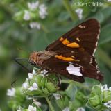 Epargyreus clarus - Silver-spottedSkipper2_small.jpg