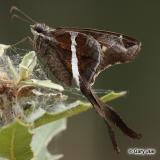 Chioides albofasciatus - White-striped_Longtail_2009-06-09_02crop_Gary_Jue.jpg