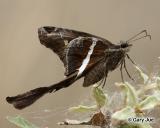 Chioides albofasciatus - White-striped_Longtail_2009-06-09_03crop_Gary_Jue.jpg