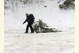 A women drags a newly cut Christmas tree across a snowy field